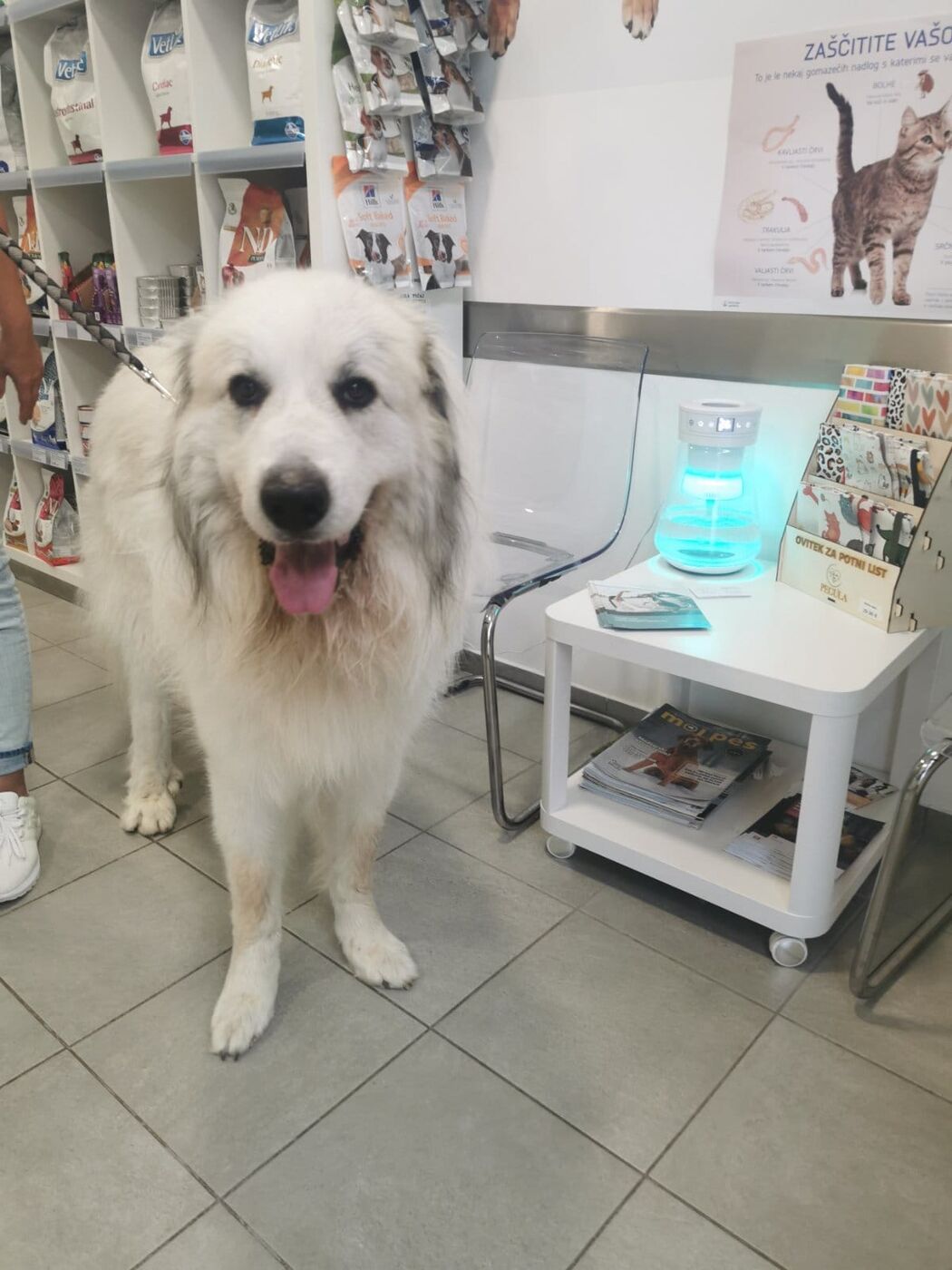 Velik bel pes v ambulanti