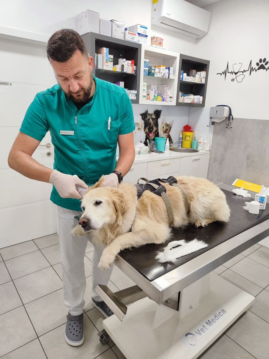 Veterinar pregleduje zlatega prinašalca
